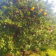 فروش پرتقال سردرختی