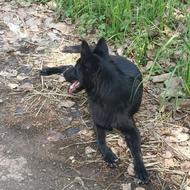 ژرمن بلک بلژیکی واگذاری