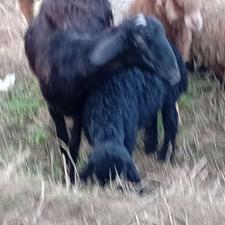 فروش گوسفند