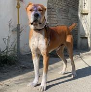 واگذاری سگ افغان،افغانی، خراسانی، پژدر، سراب