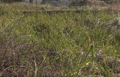 هچیرودخیابان محمدحسین آباد زمین مسکونی 325 متر