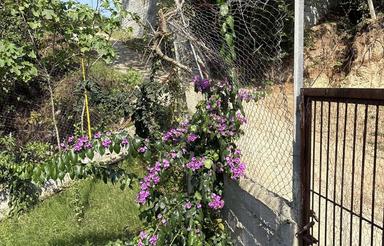 باغ به همراه کلبه