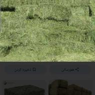 یونجه قالب.چین سوم