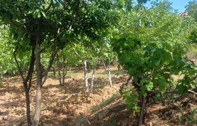 باغ به متراژ 1600 متر