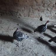 فروش بوقلمون نرو ماده 8ماهه و9ماهه