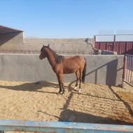 کره مادیان 3 ساله