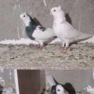 جفت نروماده