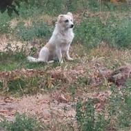 واگذاری پاکوتانر اهلی خیلی باهوش