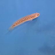 انواع چانا و آروانا