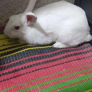 خرگوش نروماده