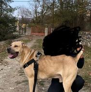 نسل ریگی اوغان واگذاری