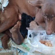 واگذاری سگ دوبرمن بچه