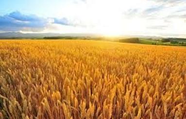 زمین کشاورزی اجاره ای روستای محمود آباد سفلی