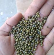 ماشک محلی درجه یک