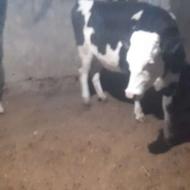 دو راس گاو سیمینتال جنس درجه یک سر پستان