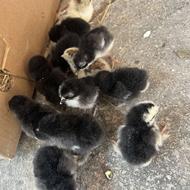 فروش جوجه ده روزه کوشین