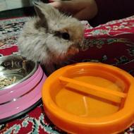 ی عدد خرگوش نژاد دار خانگی