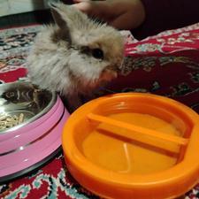 ی عدد خرگوش نژاد دار خانگی