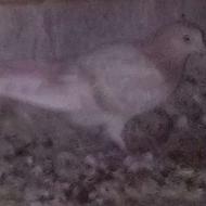 کفتر زرد مسجدی سرور