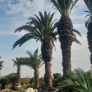 خریدارنخل های شماهستیم