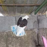 جوجه پرشی به شرت