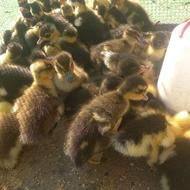 جوجه اردک موسکویی دورگه