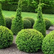 طراحی و اجرای فضای سبز حرس علف تراشی