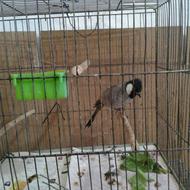 پرنده خوش صدا