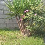 پنچعددگلیوفگاهتنهدار