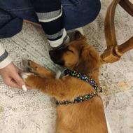 واگزاری سگ خونگی