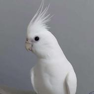 عروس مولد باتخم