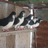 کبوترپرنده فقط تماس