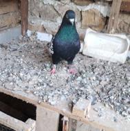 سینه سیاه نر