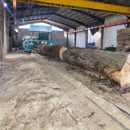 فروش چوبهای صنوبر جنگلی و توسکا راش