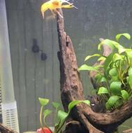 اکواریوم ماهی دلسا.همرده با ماهی مدل k320.در حال کار