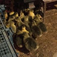 فروش جوجه غاز