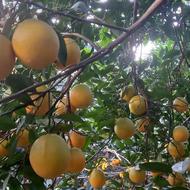 پرتغال تامسون