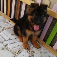 سگ‌های ژرمن شپرد_ انتخابی ایده‌ال برای شروع نگهداری