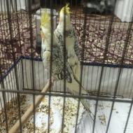 یک جفت جوجه عروس زیبا