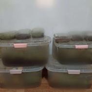 بهترین کار در منزل در شغل خانگی کاردرمنزل حلزون