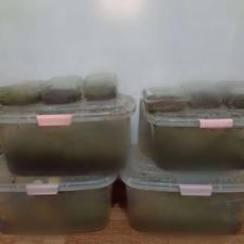 بهترین کار در منزل در شغل خانگی کاردرمنزل حلزون