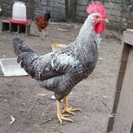 معاوضه جوجه خروس با مرغ