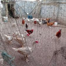 اردک خارجی نر و ماده