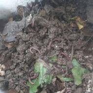 کرم خاکی برای ماهیگیری و خوراک ماهی