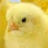 جوجه راس درجه یک