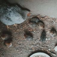 فروش 9 جوجه همراه مادر...