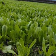 نشا کاهو سرپیچ