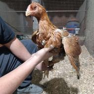 مرغ لاری ترک