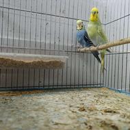 فروش مرغ و عشق و عروس هلندی