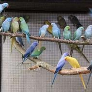 خریدار پرنده به قیمت